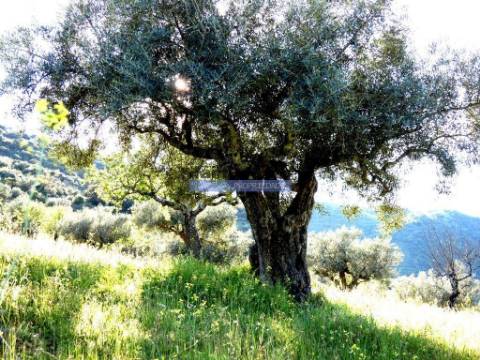 200.000m2 Propriedade com Olival, em Barca DAlva. Portugal, Guarda, Figueira de Castelo Rodrigo.