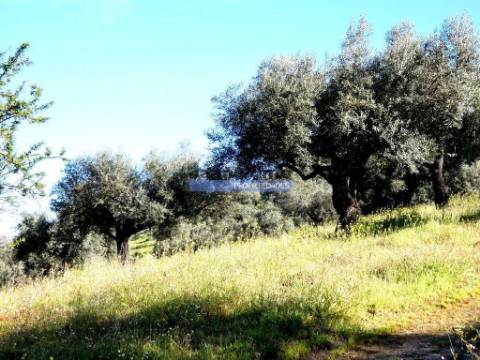 200.000m2 Propriedade com Olival, em Barca DAlva. Portugal, Guarda, Figueira de Castelo Rodrigo.