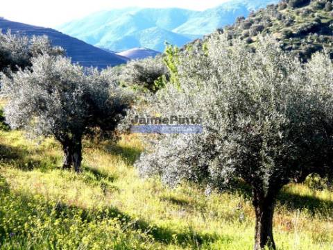 200.000m2 Propriedade com Olival, em Barca DAlva. Portugal, Guarda, Figueira de Castelo Rodrigo.