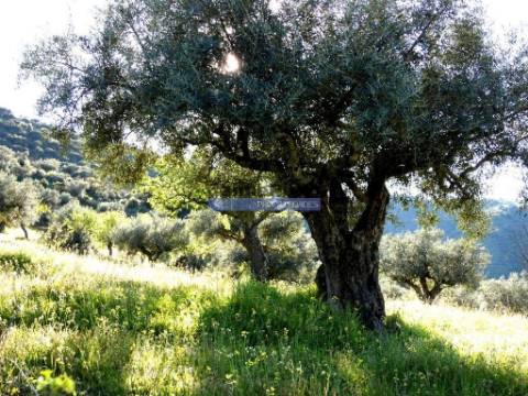 200.000m2 Propriedade com Olival, em Barca DAlva. Portugal, Guarda, Figueira de Castelo Rodrigo.