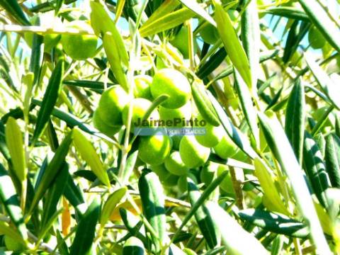 150.000m2 com Olival, em Barca DAlva. Portugal, Douro Superior, Barca DAlva.