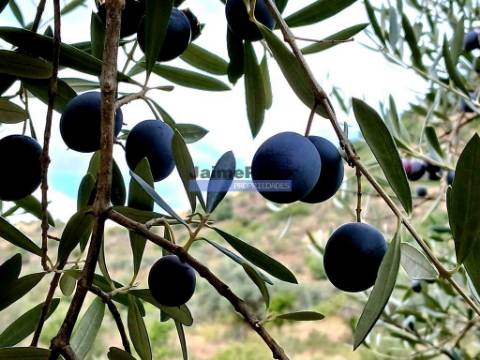 150.000m2 com Olival, em Barca DAlva. Portugal, Douro Superior, Barca DAlva.