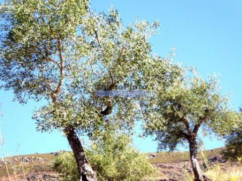 150.000m2 com Olival, em Barca DAlva. Portugal, Douro Superior, Barca DAlva.