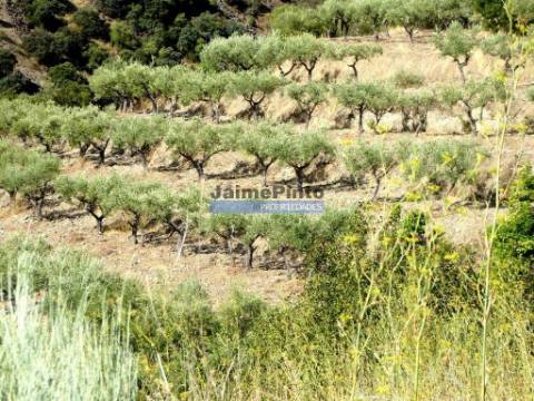 150.000m2 com Olival, em Barca DAlva. Portugal, Douro Superior, Barca DAlva.