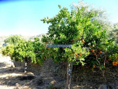 150.000m2 com Olival, em Barca DAlva. Portugal, Douro Superior, Barca DAlva.