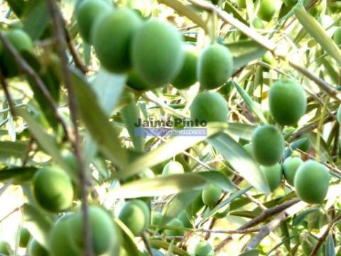 45.000m2 Olival, árvores de fruto e ruína. Portugal, F. C. Rodrigo, Escalhão.