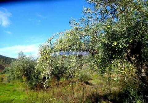 45.000m2 Olival, árvores de fruto e ruína. Portugal, F. C. Rodrigo, Escalhão.