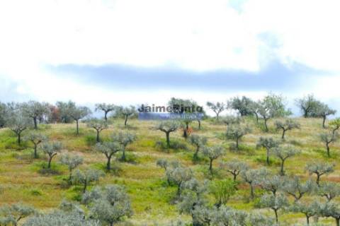 45.000m2 Olival, árvores de fruto e ruína. Portugal, F. C. Rodrigo, Escalhão.