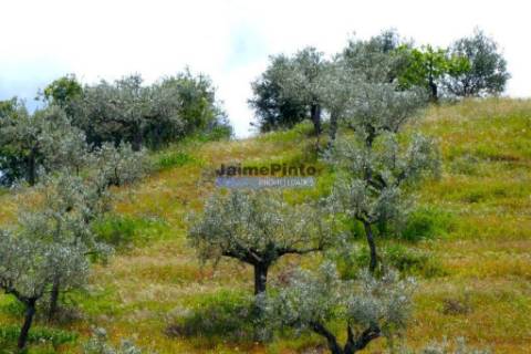 45.000m2 Olival, árvores de fruto e ruína. Portugal, F. C. Rodrigo, Escalhão.