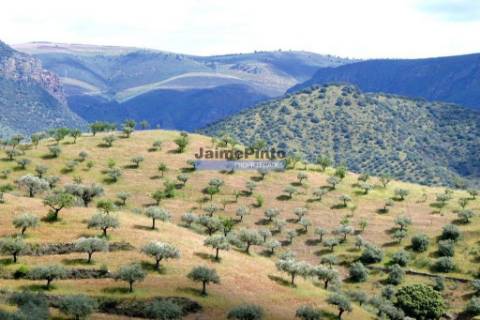 45.000m2 Olival, árvores de fruto e ruína. Portugal, F. C. Rodrigo, Escalhão.