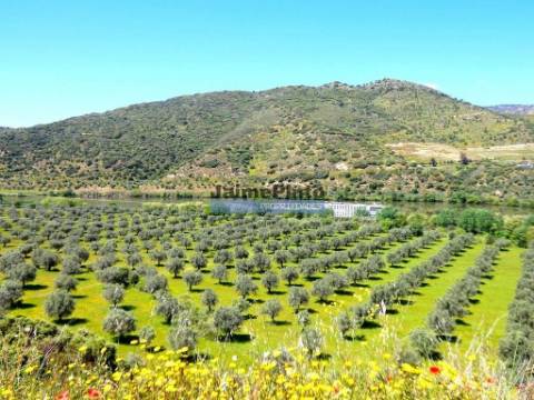 80.000m2 Quinta, Olival, Vinha, Casa, Douro Superior. Portugal, V. N. Foz Côa.