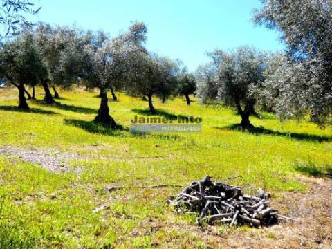 80.000m2 Quinta, Olival, Vinha, Casa, Douro Superior. Portugal, V. N. Foz Côa.
