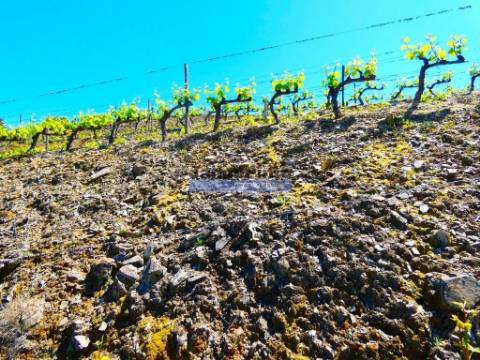 80.000m2 Quinta, Olival, Vinha, Casa, Douro Superior. Portugal, V. N. Foz Côa.