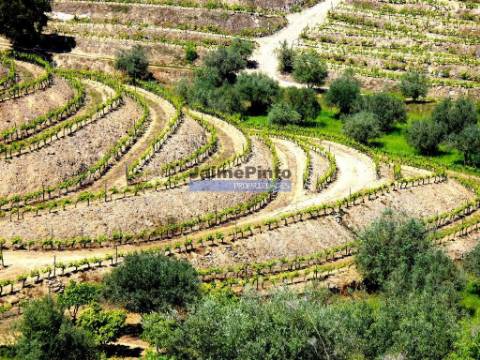 80.000m2 Quinta, Olival, Vinha, Casa, Douro Superior. Portugal, V. N. Foz Côa.