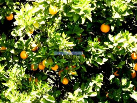 80.000m2 Quinta, Olival, Vinha, Casa, Douro Superior. Portugal, V. N. Foz Côa.