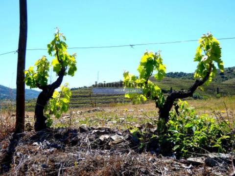 80.000m2 Quinta, Olival, Vinha, Casa, Douro Superior. Portugal, V. N. Foz Côa.