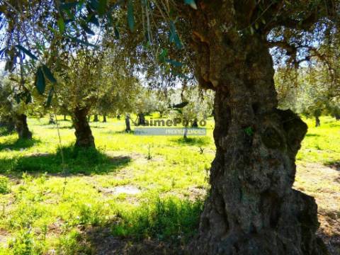 80.000m2 Quinta, Olival, Vinha, Casa, Douro Superior. Portugal, V. N. Foz Côa.