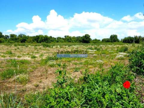 Propriedade 70HA, Santarém, Salvaterra de Magos. Portugal, Santarém, Muge.
