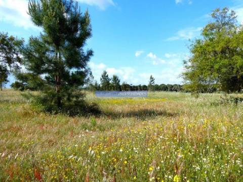 Propriedade 70HA, Santarém, Salvaterra de Magos. Portugal, Santarém, Muge.