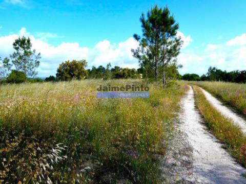 Propriedade 70HA, Santarém, Salvaterra de Magos. Portugal, Santarém, Muge.