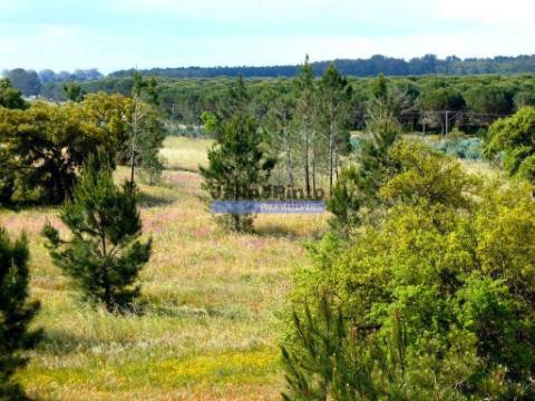 Propriedade 70HA, Santarém, Salvaterra de Magos. Portugal, Santarém, Muge.