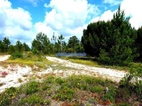 Propriedade 70HA, Santarém, Salvaterra de Magos. Portugal, Santarém, Muge.