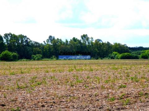 Propriedade 70HA, Santarém, Salvaterra de Magos. Portugal, Santarém, Muge.
