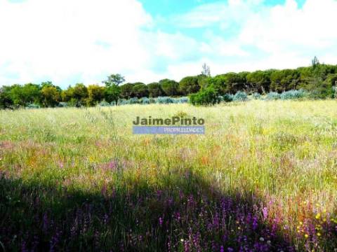 Propriedade 70HA, Santarém, Salvaterra de Magos. Portugal, Santarém, Muge.