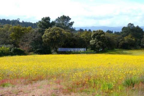 Quinta 38.000m2, com 400 Oliveiras, casa em PEDRA, inserida na Natureza. Portugal, Guarda, Celorico da Beira.