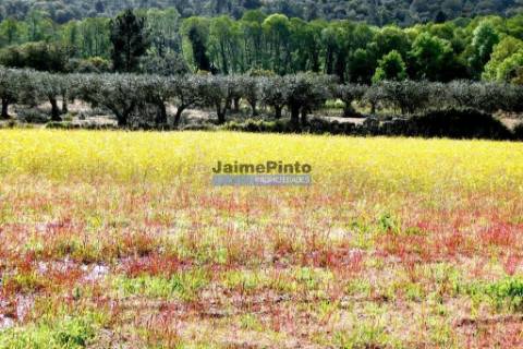 Quinta 38.000m2, com 400 Oliveiras, casa em PEDRA, inserida na Natureza. Portugal, Guarda, Celorico da Beira.