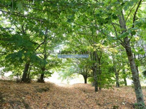 34.000m2 de terreno (Quinta) e 2 Ruínas a 8 minutos do Rio Douro. Portugal, Baião.