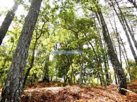 34.000m2 de terreno (Quinta) e 2 Ruínas a 8 minutos do Rio Douro. Portugal, Baião.