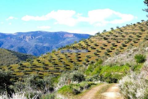 Olival 95.000m2, 980 oliveiras. Portugal, F. C. Rodrigo, Barca DAlva.