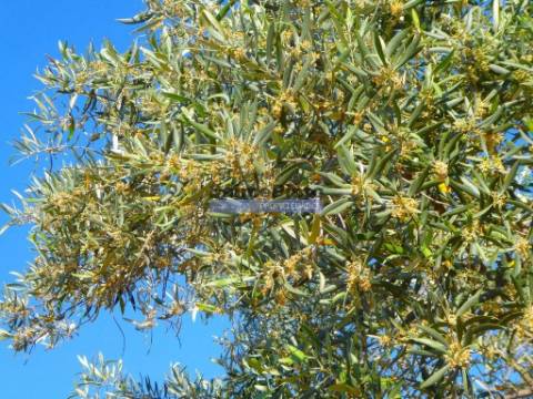 Olival 95.000m2, 980 oliveiras. Portugal, F. C. Rodrigo, Barca DAlva.