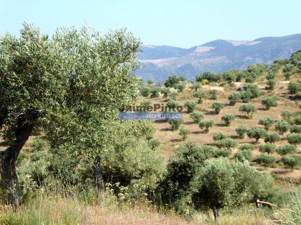 Olival 95.000m2, 980 oliveiras. Portugal, F. C. Rodrigo, Barca DAlva.