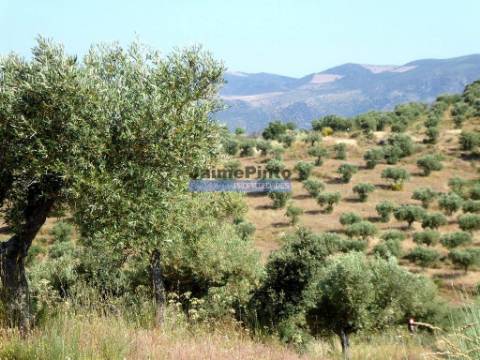 Olival 95.000m2, 980 oliveiras. Portugal, F. C. Rodrigo, Barca DAlva.