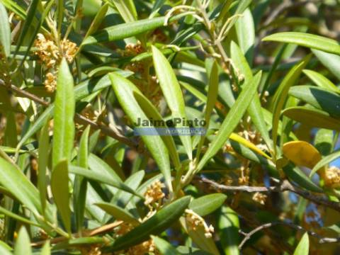 Olival 95.000m2, 980 oliveiras. Portugal, F. C. Rodrigo, Barca DAlva.