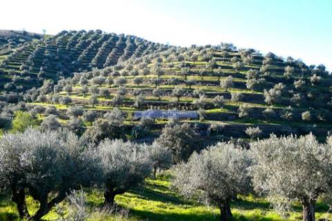 Olival 95.000m2, 980 oliveiras. Portugal, F. C. Rodrigo, Barca DAlva.