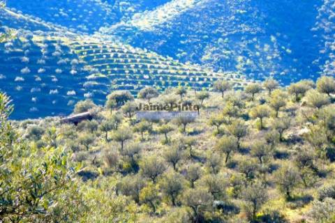 Olival 95.000m2, 980 oliveiras. Portugal, F. C. Rodrigo, Barca DAlva.