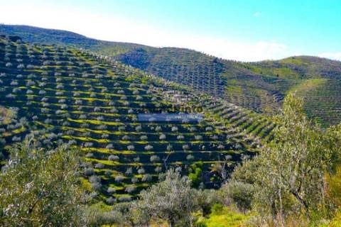 Olival 95.000m2, 980 oliveiras. Portugal, F. C. Rodrigo, Barca DAlva.