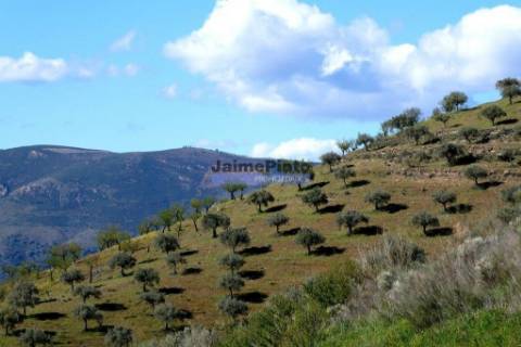 Olival 95.000m2, 980 oliveiras. Portugal, F. C. Rodrigo, Barca DAlva.