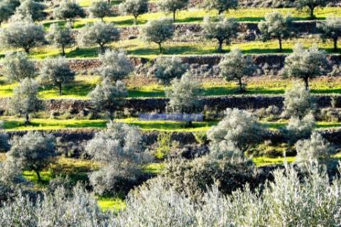 Olival 95.000m2, 980 oliveiras. Portugal, F. C. Rodrigo, Barca DAlva.