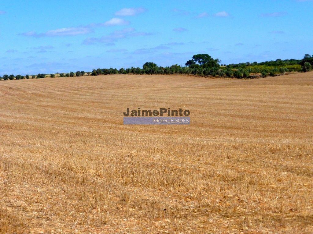 211ha TERRENO aptidão agrícola, concelho de Almeida. Portugal, Guarda.