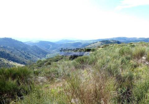 50.000m2 terra agrícola p/ Olival, Amendoal ou outras produções. Portugal, Alfândega da Fé.
