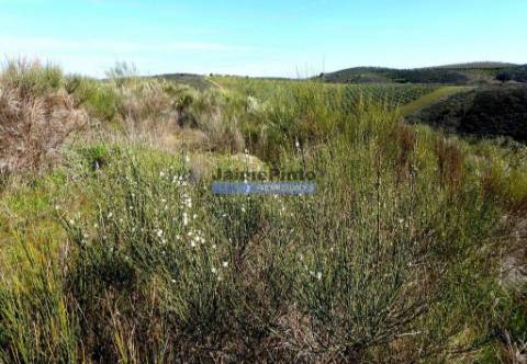 50.000m2 terra agrícola p/ Olival, Amendoal ou outras produções. Portugal, Alfândega da Fé.