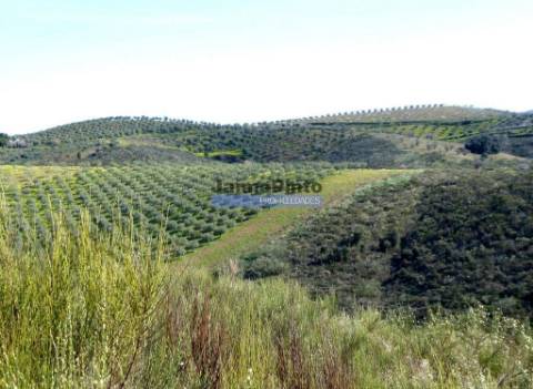 50.000m2 terra agrícola p/ Olival, Amendoal ou outras produções. Portugal, Alfândega da Fé.