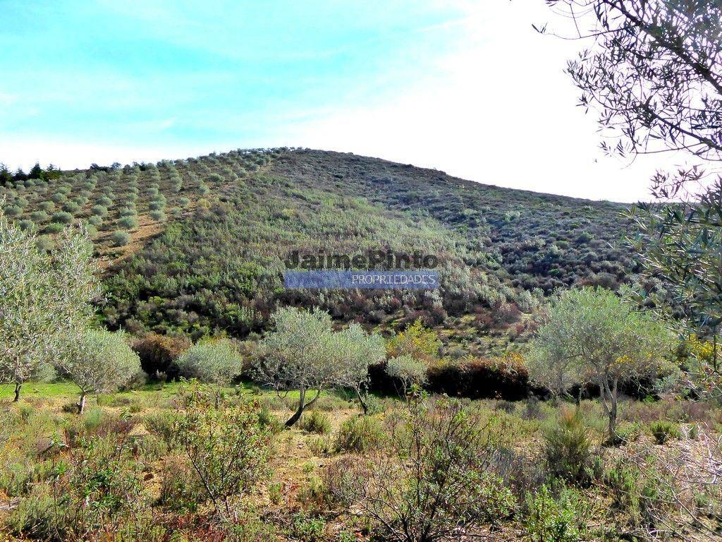 Terreno agrícola 110.000m2 para plantações novas. Portugal, Alfândega da Fé.