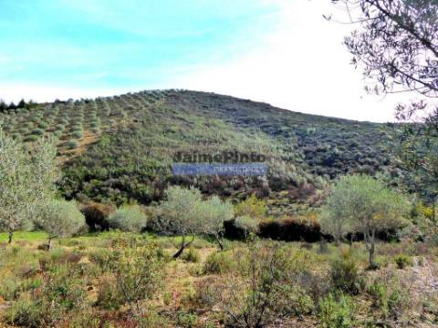 Terreno agrícola 110.000m2 para plantações novas. Portugal, Alfândega da Fé.