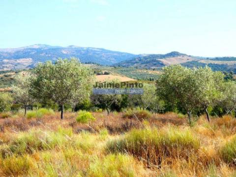 Terreno agrícola 110.000m2 para plantações novas. Portugal, Alfândega da Fé.
