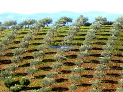 Terreno agrícola 110.000m2 para plantações novas. Portugal, Alfândega da Fé.
